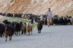 The goats take over the road !