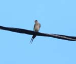 A swallow ...