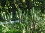 Cacti along the trail