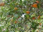 Mandarins ...