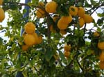 ... lemons