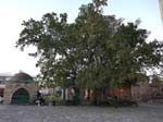 Ficus Sycomorus (700 years)
