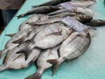 ... Black seabream