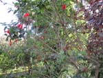 The botanical garden
