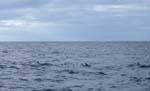 The first dolphins !