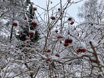 February 5th: Back to Sweden ...