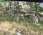 <i>Saltar�:</i> Elks in the garden