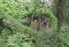 03310 ... a difficult garden !