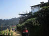 55810 A <i>Tea plantation</i>