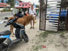 66266 A Ricksha, a cow and Rain