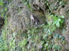 03250 A  �Langur� along the road