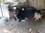 Le lait est tr�s frais chez eux !