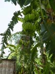Des bananes partout: celles-ci pour faire la cuisine ...