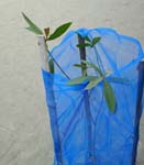 Plantation de <i>bambou</i>