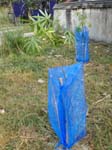 ... plantations de <i>bambou</i>