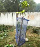 Plantation d'<i>acajous</i>