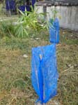... plantering av <i>bambu</i>