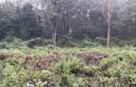 <i>Chital</i>  (axishjort) ...