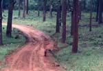 <i>Dhole</i> (indiska vildhundar) ...