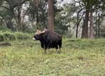 En <i>gaur</i> (�bison�) ...