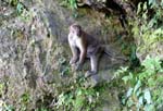 En <i>Langur</i> som vi s�g i Darjeeling
