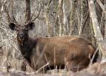 En <i>Sambar</i> ...