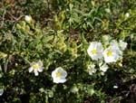 Cistus ...