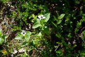 Dwarf Cornel