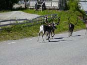 Reindeer near the train station