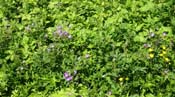 Woodland geranium