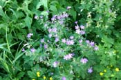 Woodland geranium