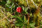 Wild cloudberries