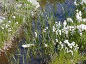 ... White Cottongrass ...