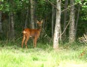 ... une biche