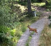 ... et une biche