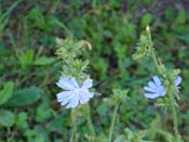 Les fleurs ... <i>Cikoria</i> ...