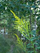 ... <i>Verge d'or du Canada</i> ...