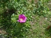 ... <i>Rosier rugueux</i> ...