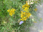 ... <i>Tanaisie et Cikoria</i> ...